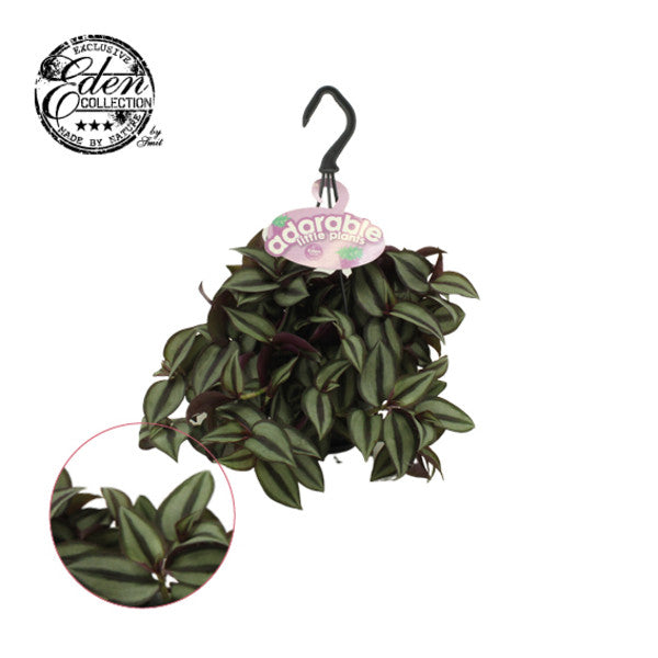 Tradescantia zebrina - Inch Plant