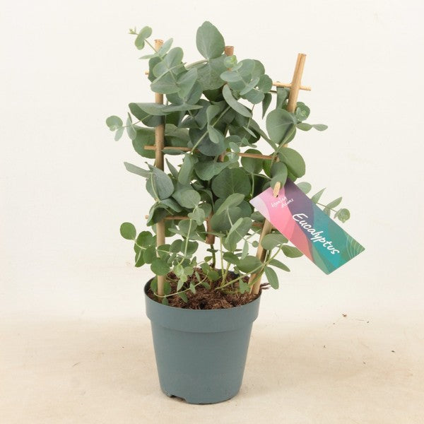 Eucalyptus Cinerea Silver Dollar