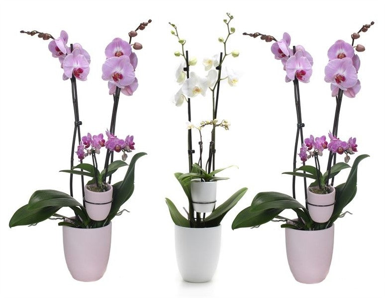 Phal hybr 2t 14+ Mother & Child + Hugo mix