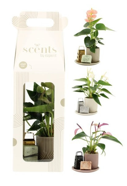Composition Anthurium Scents 90644