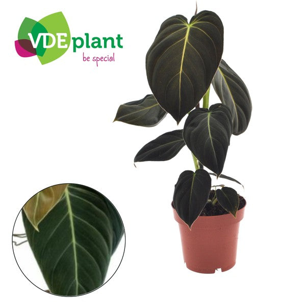 Philodendron Melanochrysum