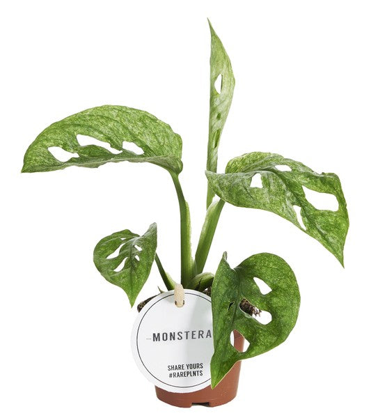 Monstera Adansonii Mint (baby plant)