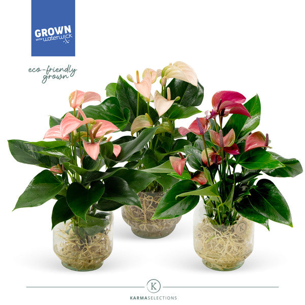 Anthurium Multiflora mix + Water Glass