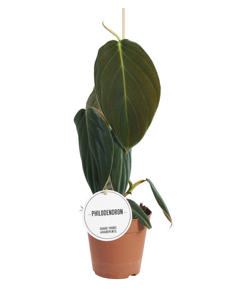 Philodendron Gigas