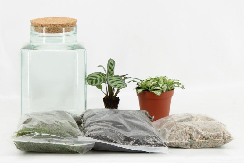 Terrarium Kit DIY 50868