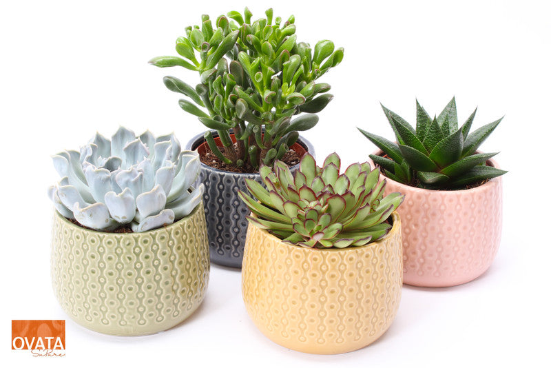 Succulent Mix in Brasil Pot