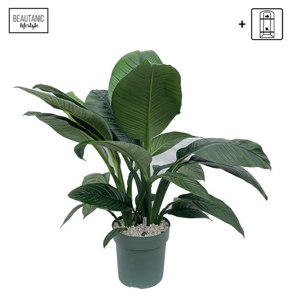 Spathiphyllum Sensation / Sebastian Hydro