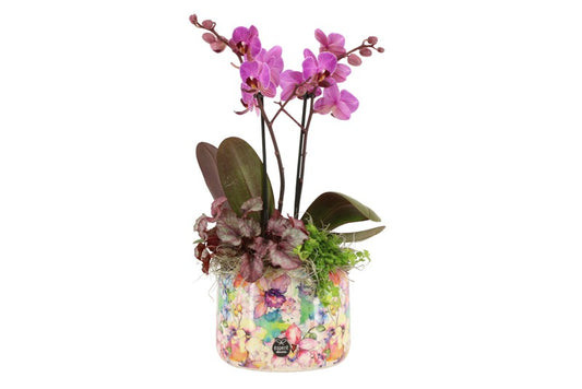 Composition Phal Orchid + Ceramic Pot