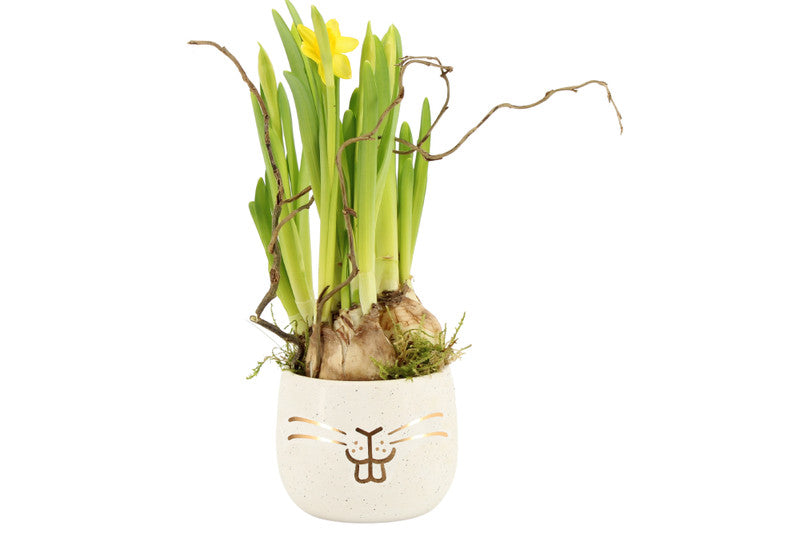 Compo Narcissus Easter 70727