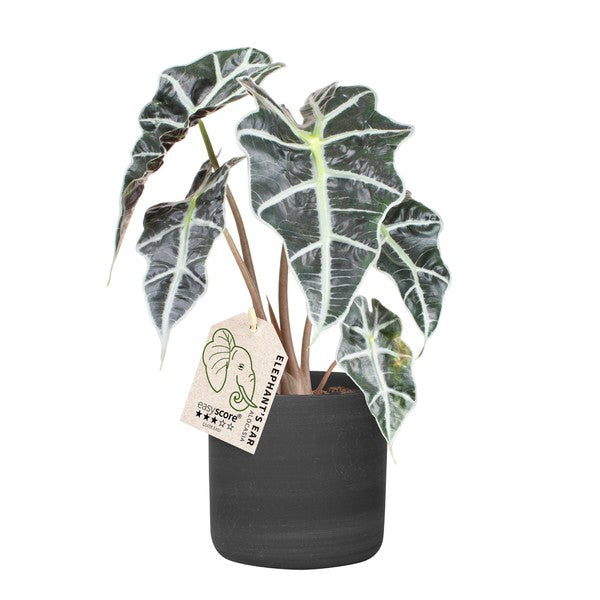 Alocasia Amazonica Dwarf + Black ceramic Pot