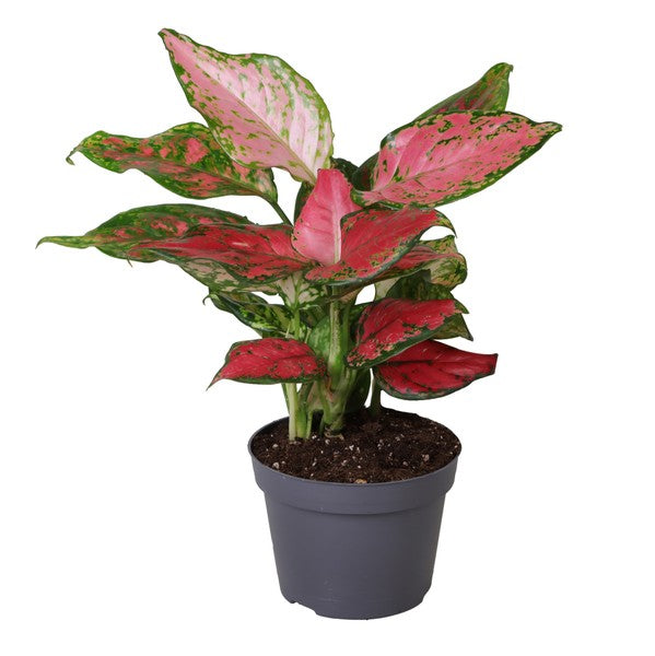 Aglaonema Red Zirkon - Baby Plant