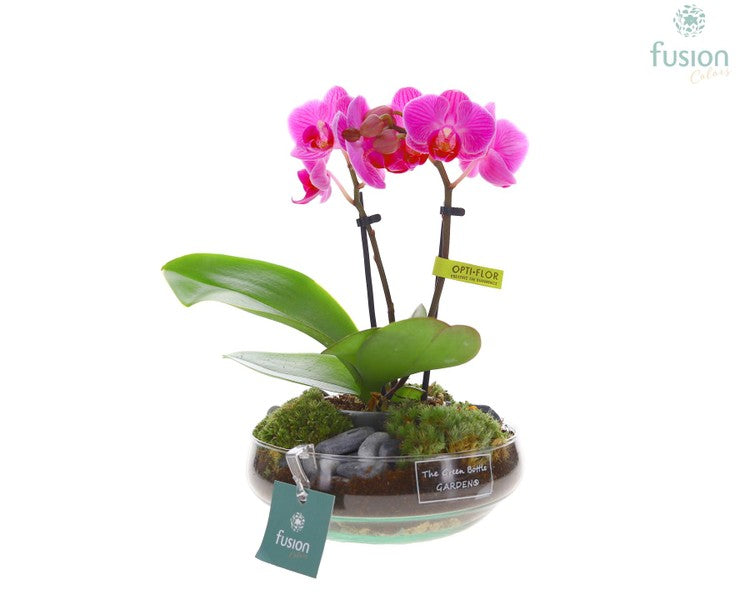 Phalaenopsis Multi in Glass Arrangement