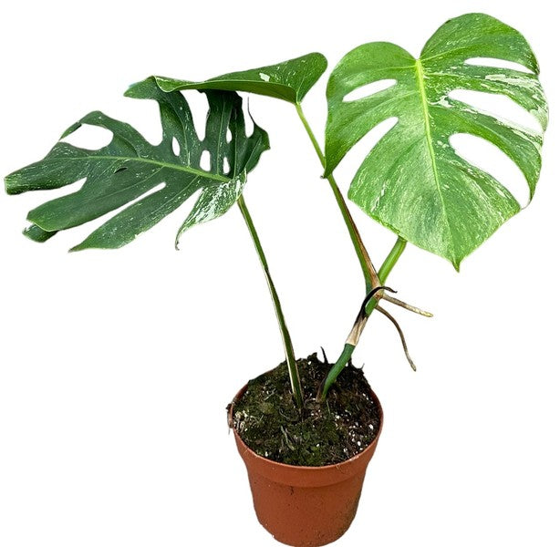 Monstera deliciosa Albo Variegata Bicolour