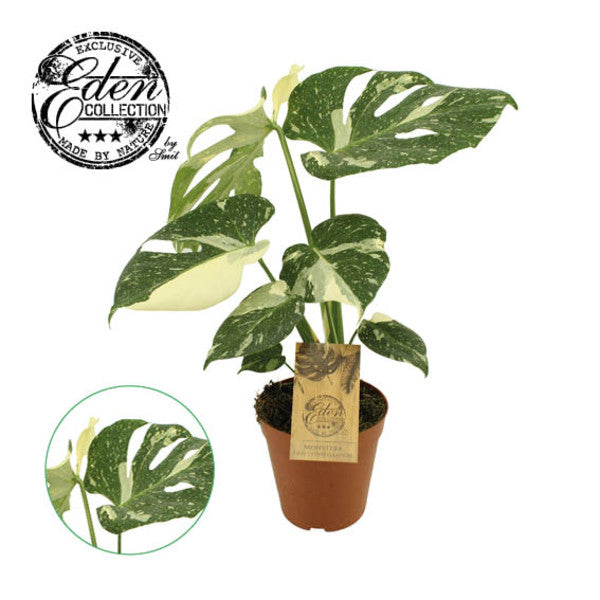Monstera Variegata Thai Constellation