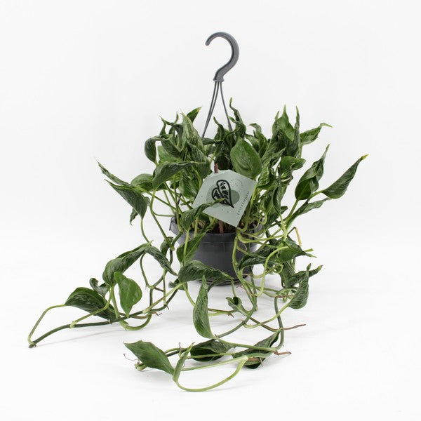 Epipremnum pinn aureum Shangri-La