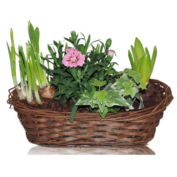 Compo Outdoor Narcis+Dianthus