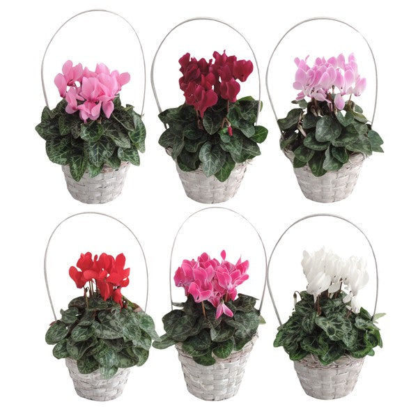 Cyclamen in Basket