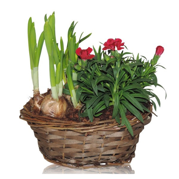 Compo Outdoor Narcis+Dianthus