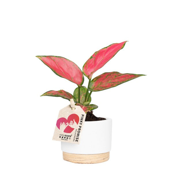 Aglaonema Pinky Promise + Pot Woodbase