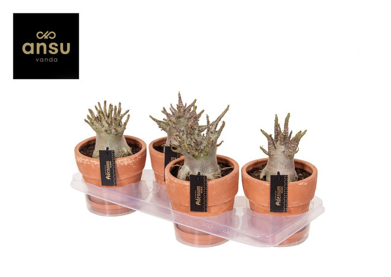 Adenium baobab - Desert Rose