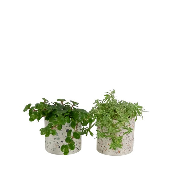 House plants green + ceramic blissful