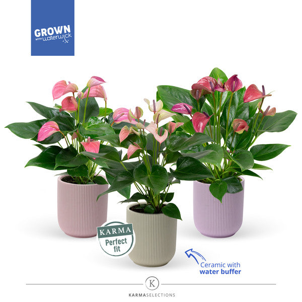 Anthurium Multiflora Mix + Ceramic Pot Atlanta