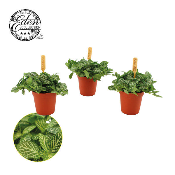 Fittonia - Nerve Plant