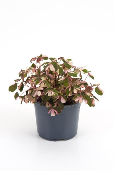 Oxalis Crazy Plum