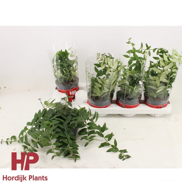 Aeschynanthus Caro 'Improved'