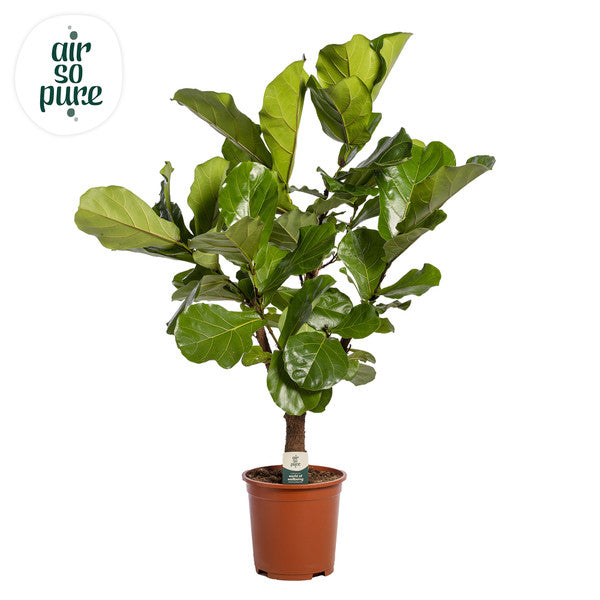 Ficus Lyrata - Fiddle leaf fig