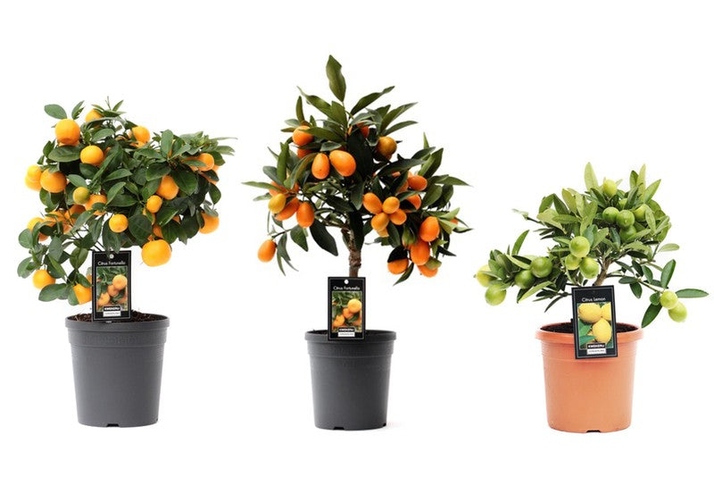 Citrus Mix