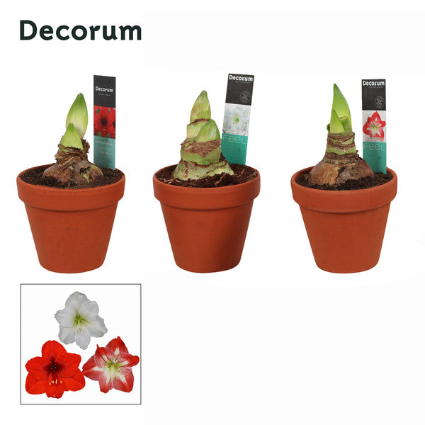 Amaryllis 2+Supers in Terracotta Pot