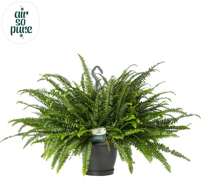 Nephrolepis exaltata - Boston Fern