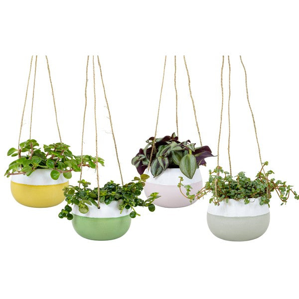House plants mix + ceramic Meadow hanging