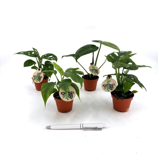 Monstera Mix (baby plant)