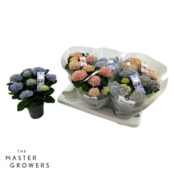Hydrangea macr Magical Revolution® 5+