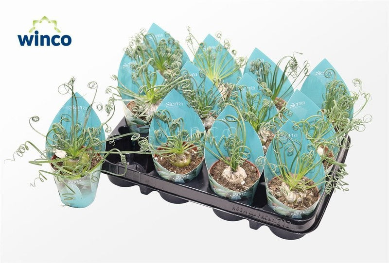 Albuca spiralis Frizzle Sizzle
