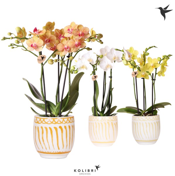 Orchid Phalaenopsis Kolibri