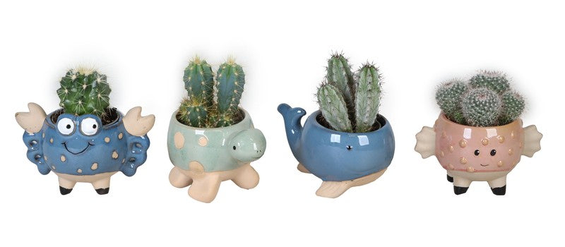 Cactus in Ceramic Pot Sea Animals L 66602