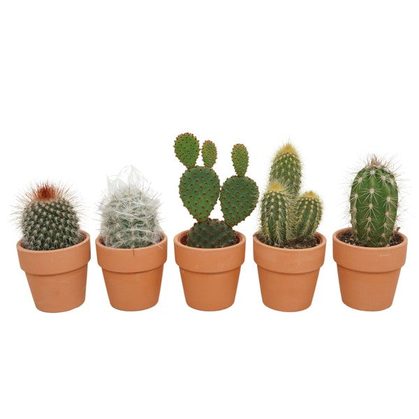 Cactus mix in Terracotta Pot