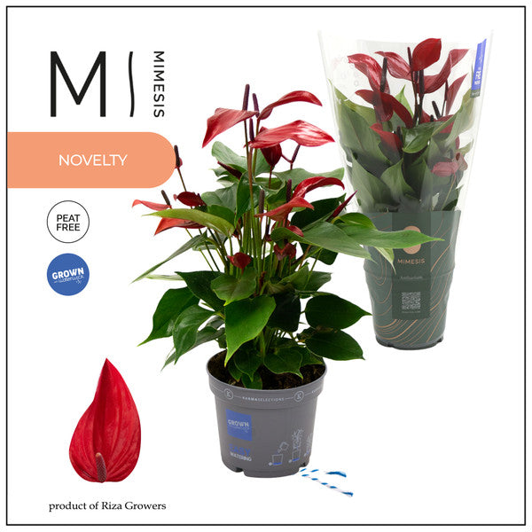 Anthurium andr Banderola Lava