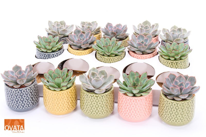 Echeveria mix in Sao Paulo -SuPure®