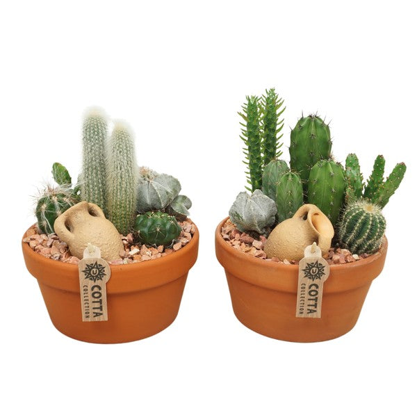 Cactus mix in Terracotta Pot