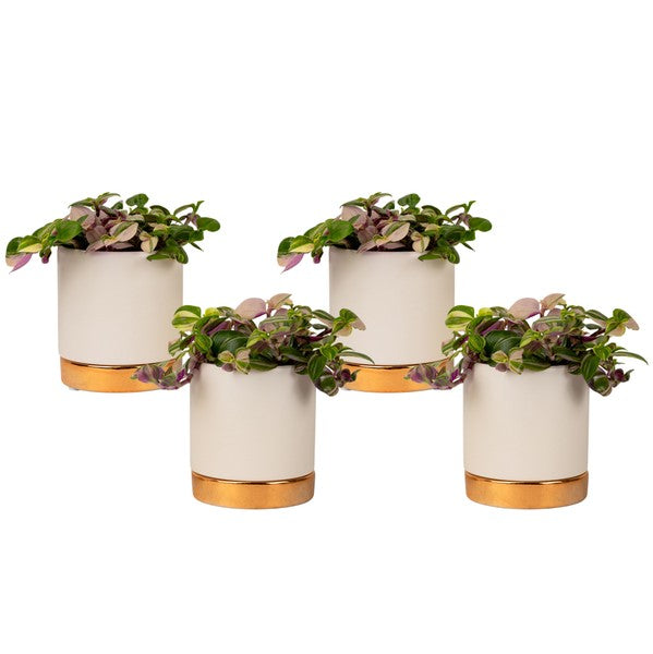 Tradescantia + Pot Classy