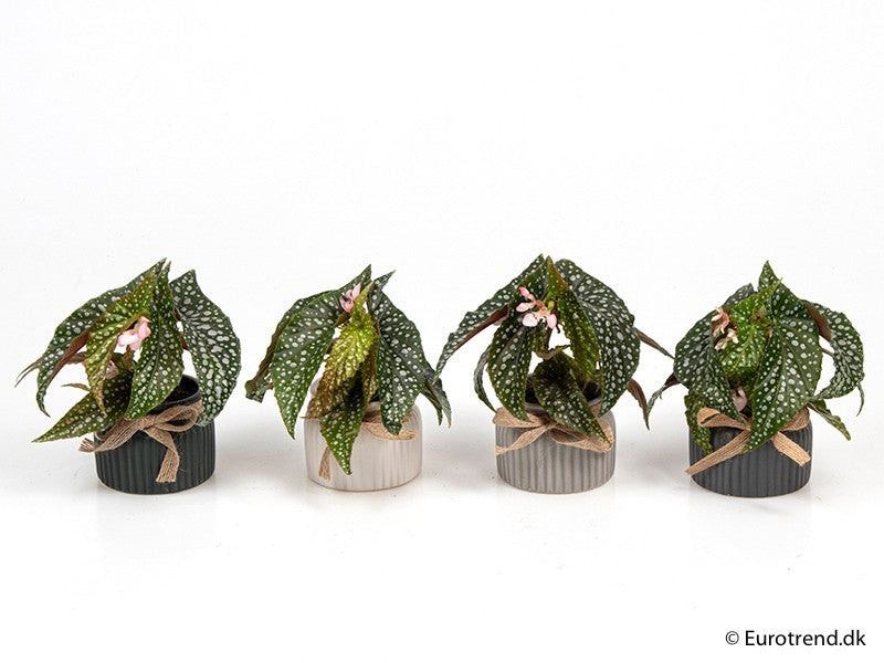 Begonia foliage Maculata Silverspot + Pot E2163