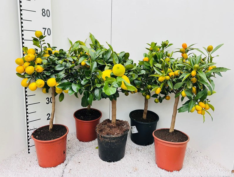 Citrus Mix