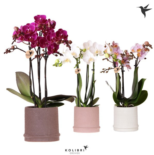 Phalaenopsis multi Kolibri 3t + Bali