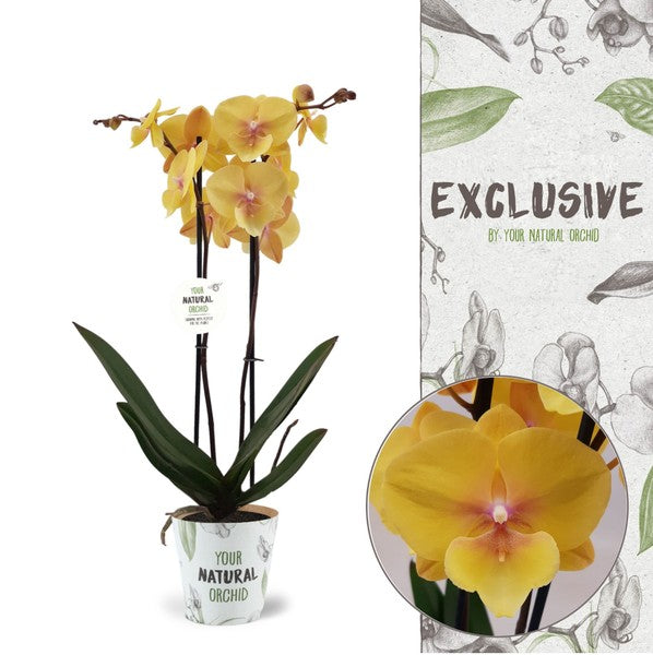 Phalaenopsis Limelight 2 Stems