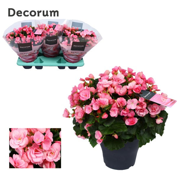 Begonia el Betulia Candy