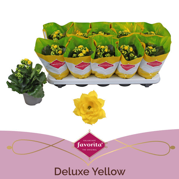 Kalanchoe bloss ( Filled flowers) Yellow